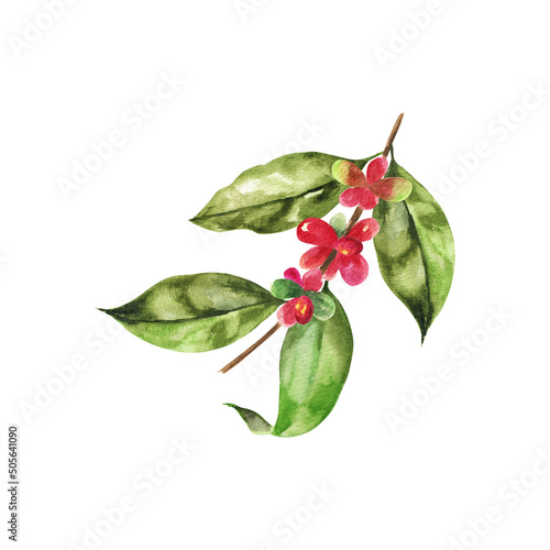 Watercolor illustratuon of a coffee branch with leaves and beans.Hand drawn watercolor painting on white background.