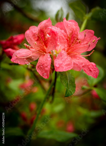 red azalea flower