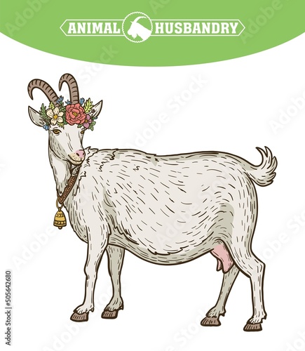 Goat portrait with floral wreath and bell on the neck, animal husbandry, hand drawn illustration