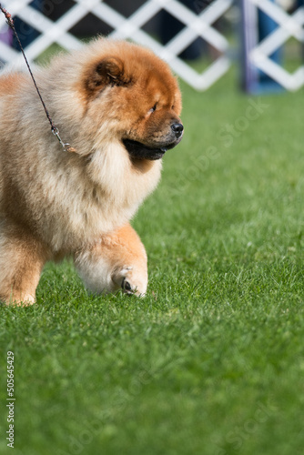 Chow Chow walking to the right at a dog show © Kyle