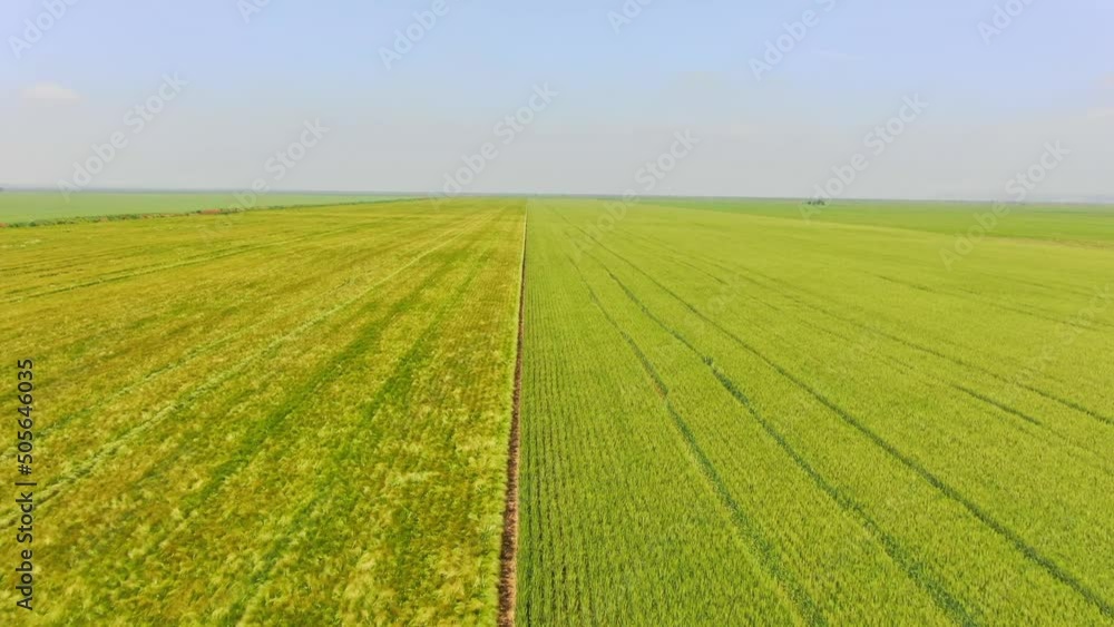 Drone aerial view in agriculture barley, oat, wheat drone shot of food FPV drone, on a sunny day, green field, blue sky Drone aerial view in agriculture barley, oat, wheat drone shot of food FPV drone, on a sunny day, green field, blue sky