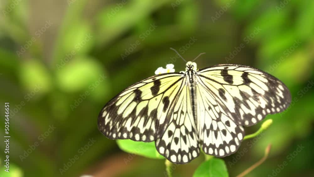 Beautiful butterfly Paper Kite, Idea leuconoe, insect in the nature habitat, green leaves, Philippines, Asia. Wildlife from Asia. White butterfly sitting on the pink violet orchid, in tropic forest. Beautiful butterfly Paper Kite, Idea leuconoe, insect in the nature habitat, green leaves, Philippines, Asia. Wildlife from Asia. White butterfly sitting on the pink violet orchid, in tropic forest.