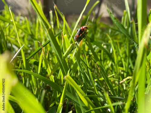 Ukrainian bug on the grass