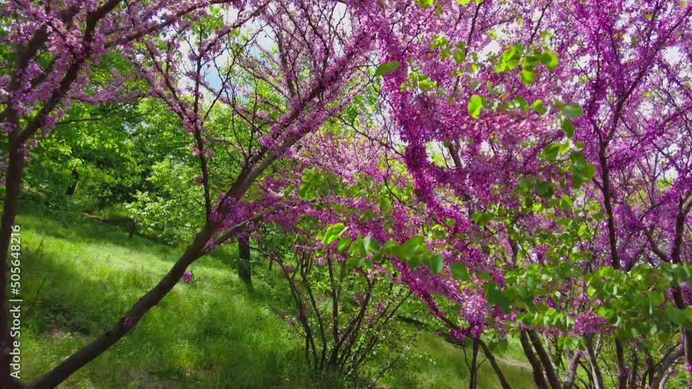 Flowering tree Cercis european, Judas tree, with bees, on a sunny day, close-up