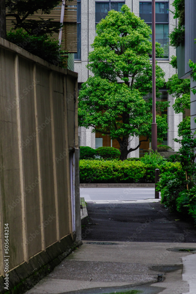 東京港区赤坂3丁目の細い路地と樹木