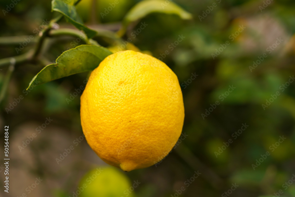 Single yellow lemon on tree