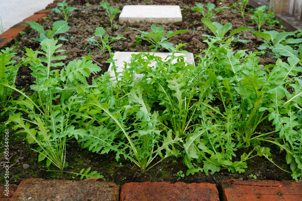 Rocket growing in a home vegetable garden Rocket growing in a home vegetable garden