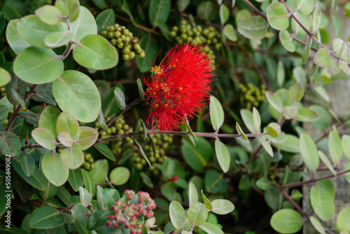 Red flower on New Zealand pohutukawa tree.