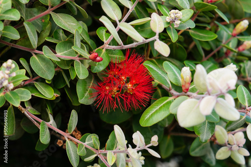 Red flower on New Zealand pohutukawa tree.
