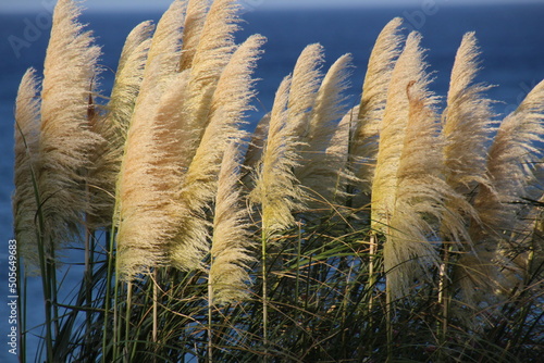 Pampasgras im Wind vor dem Mittelmeer photo