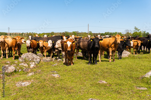 A lot of different, beautiful and funny cows on pasture on a green field, eating grass, looking curiously. 