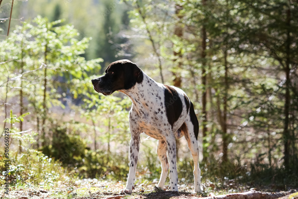 Dog english pointer