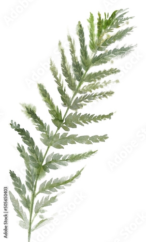 Green fern branch painted in watercolor on wet paper isolated on white background