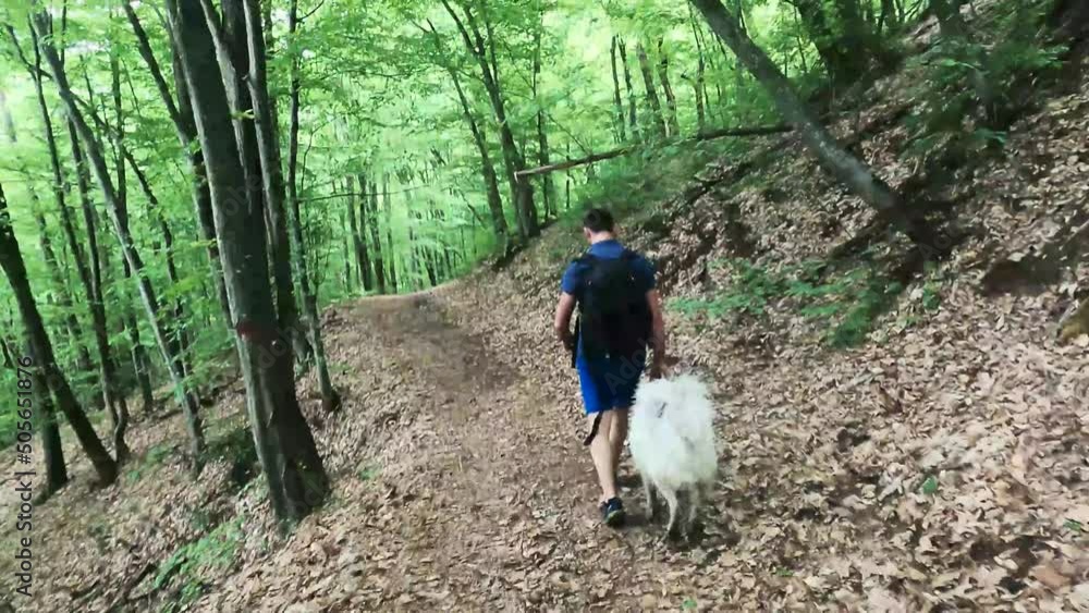 man with dog walking in green forest man with dog walking in green forest