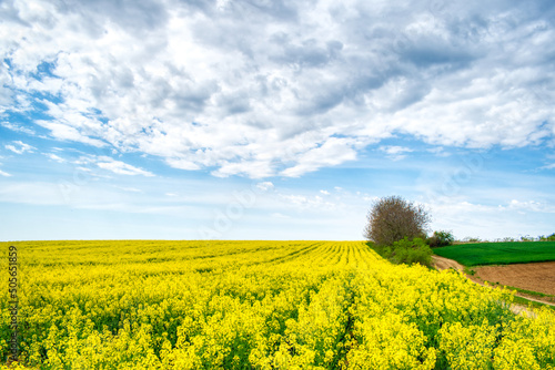 Colorful spring landscape. Yellow field of flowering rape with a cloudy blue sky. Natural landscape in Hungary  Europe