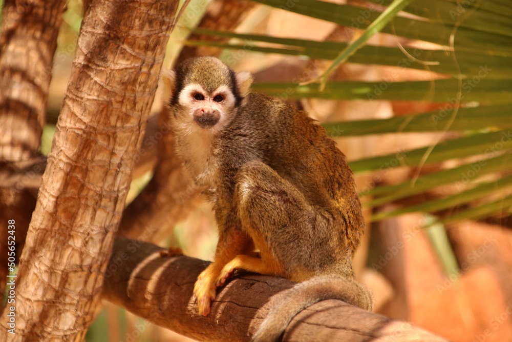 Obraz premium Monkey sadness