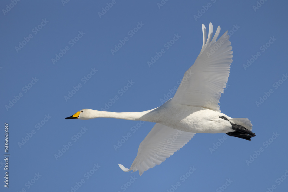 Fototapeta premium Whooper swan