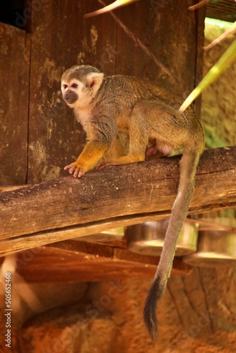 Monkey look into the distance