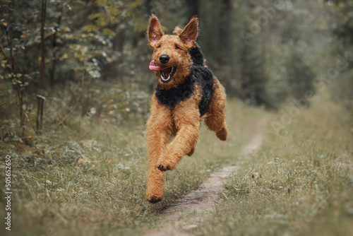 Airedale terrier dog running on the road