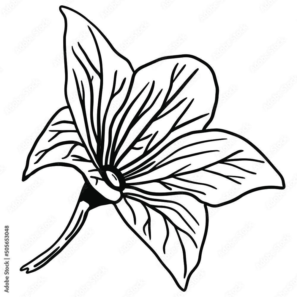 Obraz premium Black doodle of an iris. Hand-drawn spring flowers illustration.