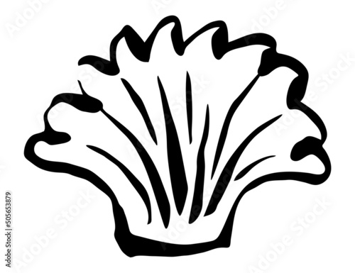 Sea shell hand painted with brush stroke