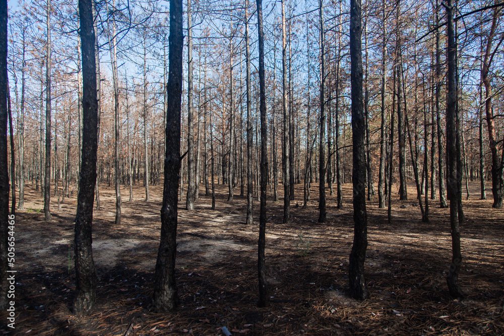 Pine forest after a fire.