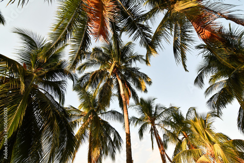 palm tree on the beach in samara nicoya costa rica central america photo