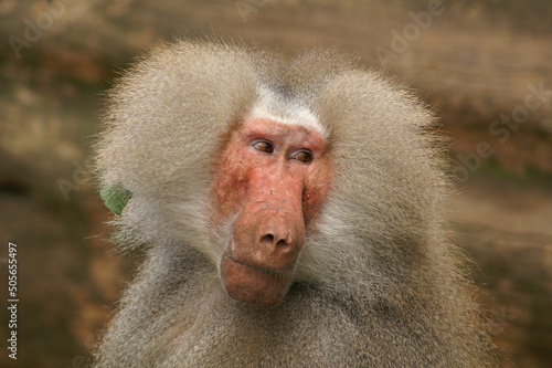 A portrait of a male Hamadryas Baboon
 photo