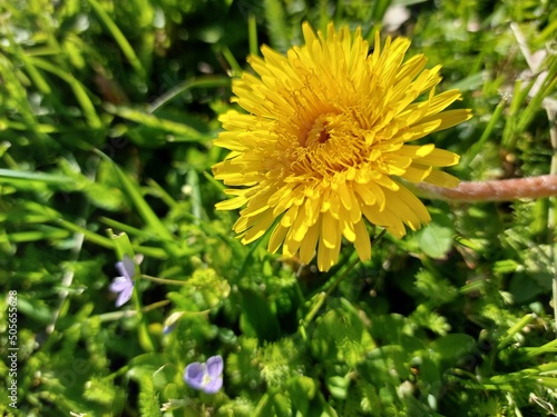 yellow dandelion in the grass