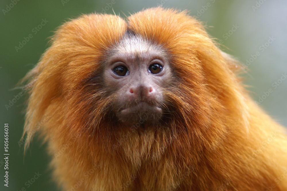 A portrait of a Golden Lion Tamarin
A portrait of a Golden Lion Tamarin