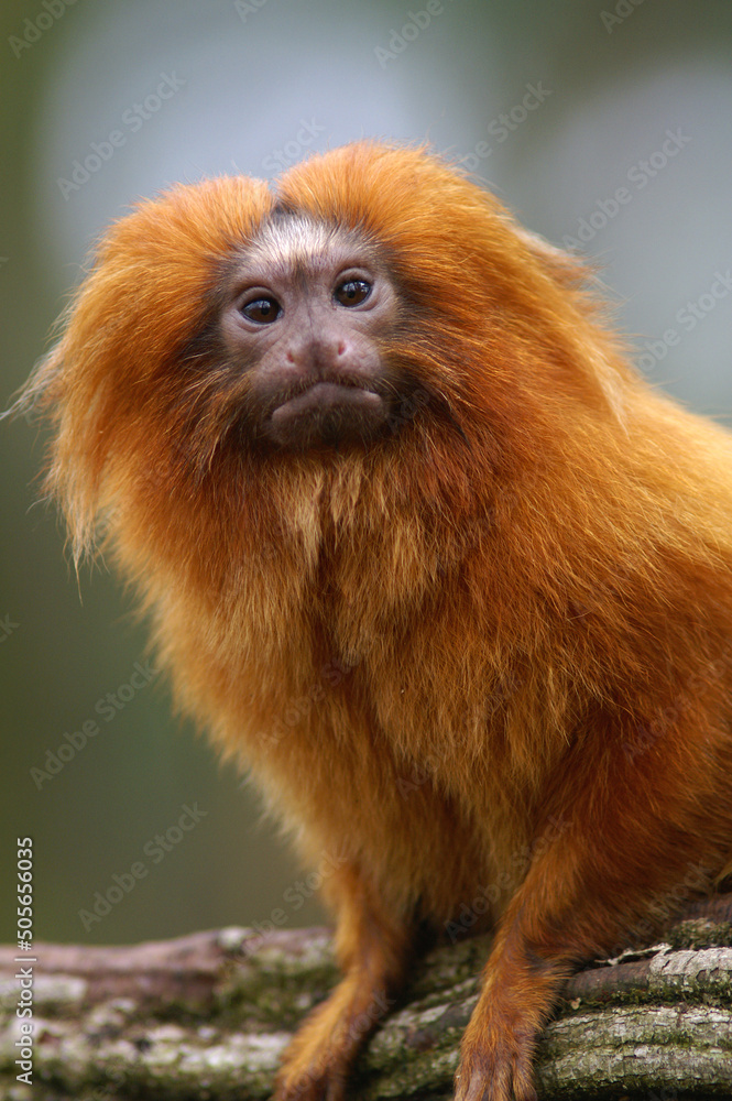 A portrait of a Golden Lion Tamarin
A portrait of a Golden Lion Tamarin