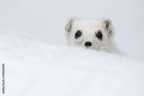 A close-up of a Short-tailed Weasel in its winter fur standing in snow and looking at photographer
