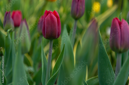 Dark tulips. Tulip bud among green leaves. Young plants. Blooming flowers. Simple composition. Selective focus.