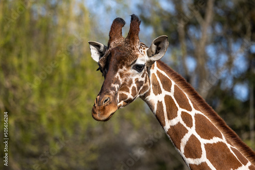 The giraffe  Giraffa camelopardalis is an African mammal