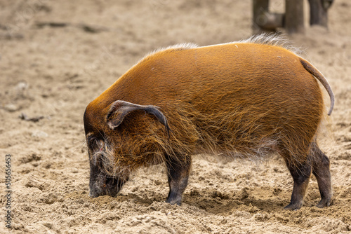 Red river hog, Potamochoerus porcus, also known as the bush pig.