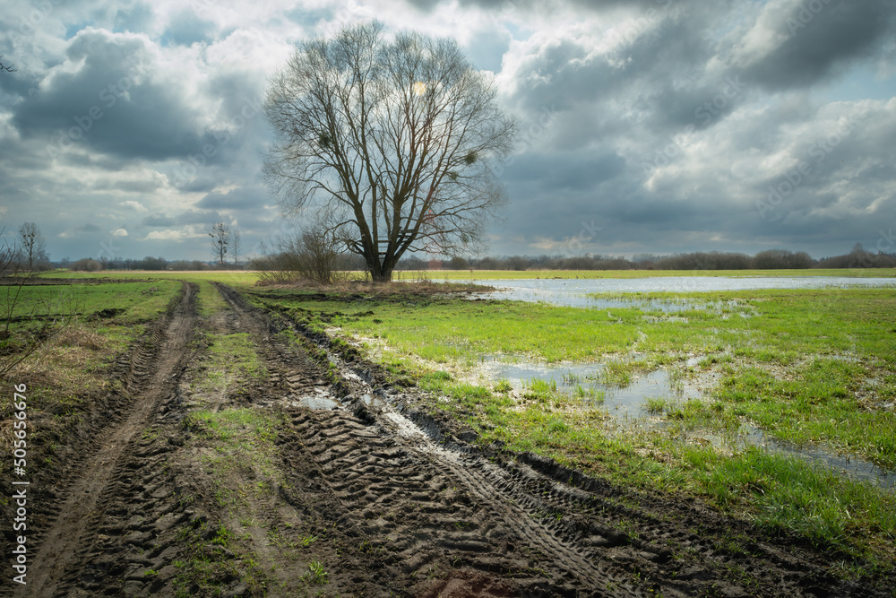 Ταπετσαρία A muddy road and a wet meadow with a tree