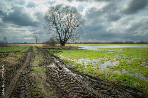 A muddy road and a wet meadow with a tree photo