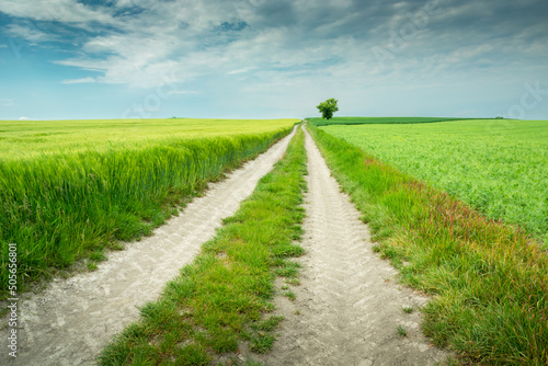 Rural road through farmland and a lone tree