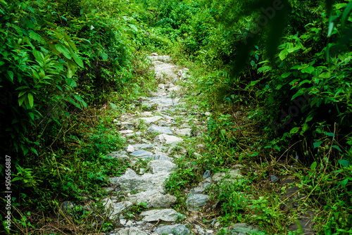 A narrow stone pavement in the middle of the forest surrounded with trees and green bushes. Dehradun city of Uttarakhand India.