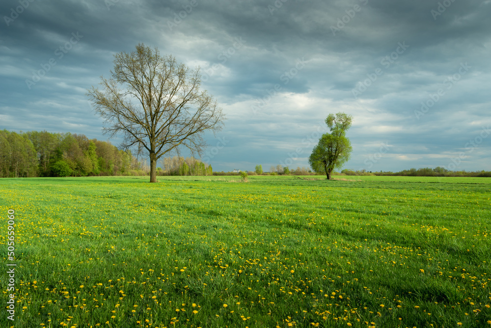 Trees growing in a green meadow with yellow flowers