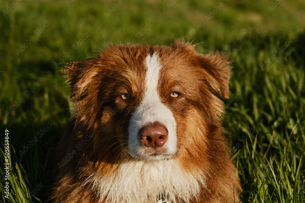 Aussie brown is very serious fluffy puppy on walk. Close up portrait of Australian Shepherd in park at sunset. Sunlight illuminates dogs face.