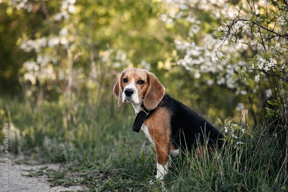 beagle dog sitting on the grass