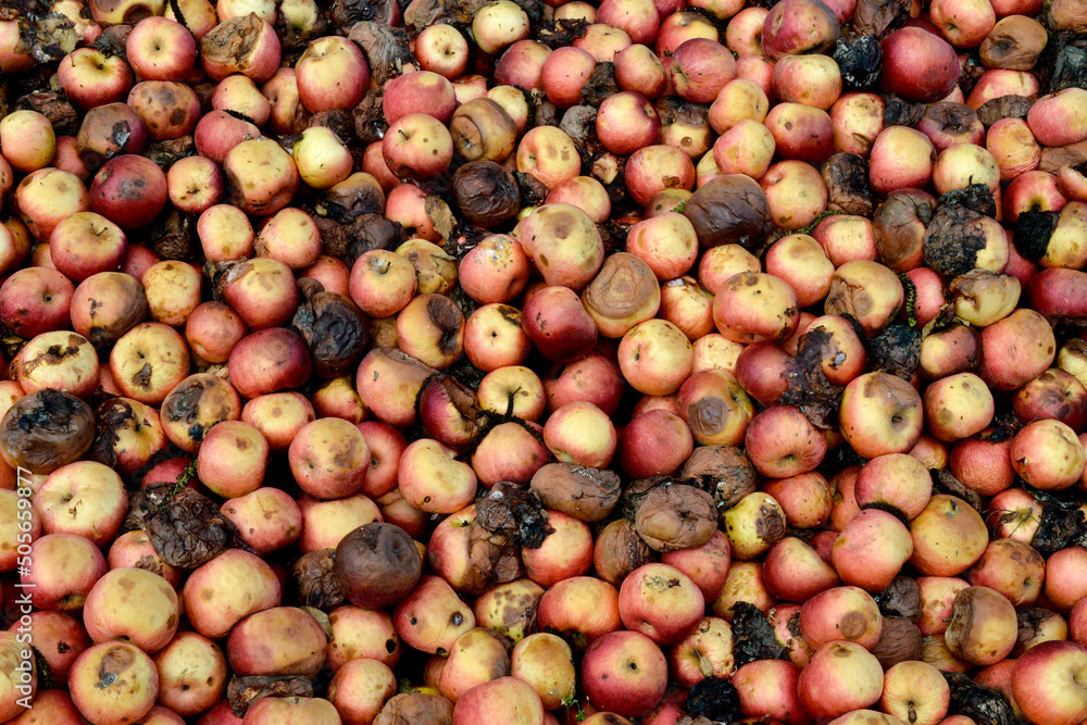 Fotografie Rotten apples in nature,pollution concept
