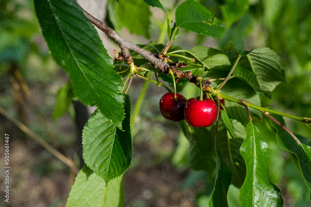 Branch of cherry tree with mature red cherries surrounded by green leaves.