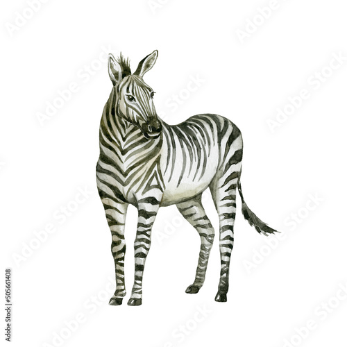 Zebra on white background. Wild animal.