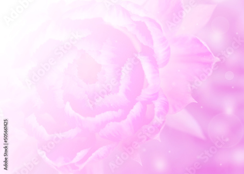 pink flower close up in nature