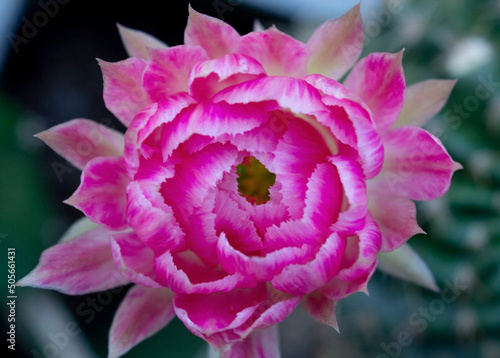 pink flower close up in nature