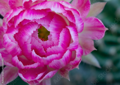 pink flower close up in nature