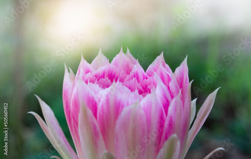 pink flower close up in nature