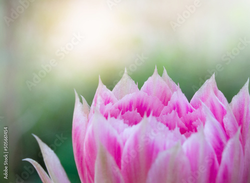 pink flower close up in nature